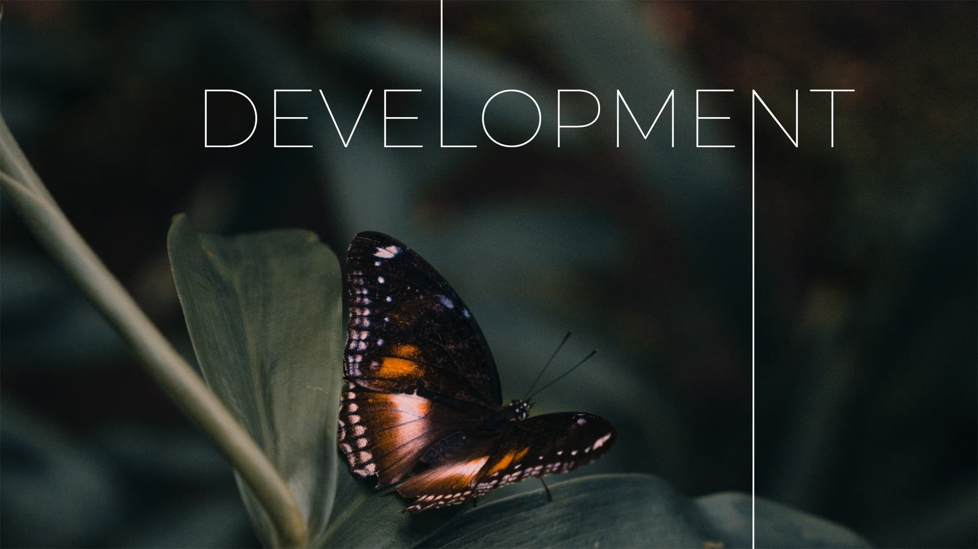 20 Year Anniversary - Web Development